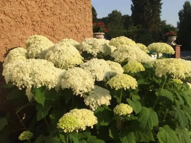Hortensia blanc en gros plan
