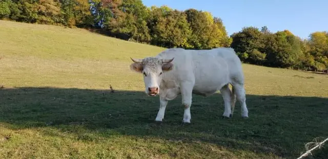 Vache blanche dans un pré