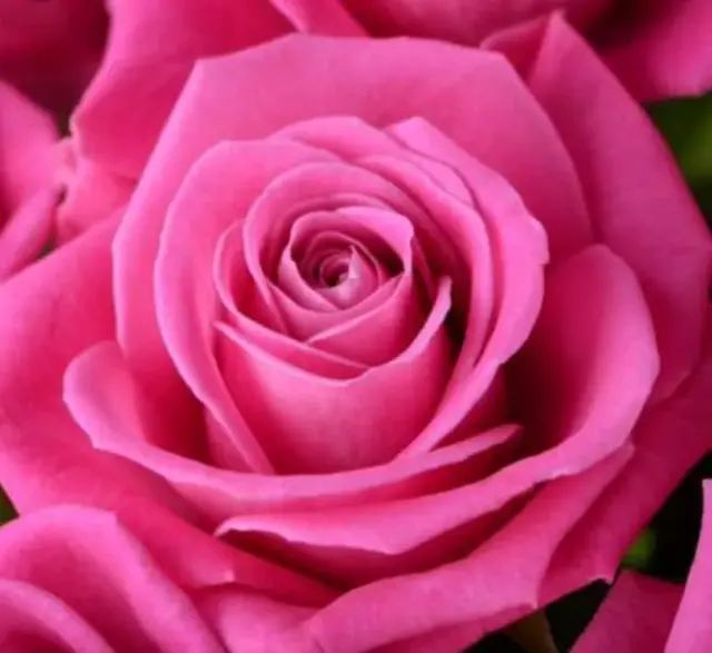 Rose en gros plan