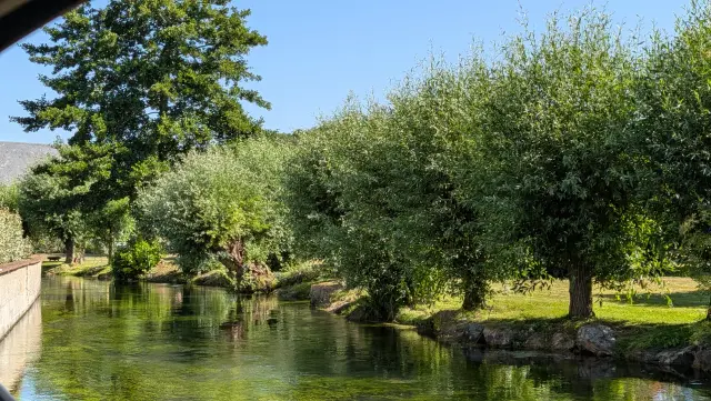 L'eau claire de la rivière entre les saules