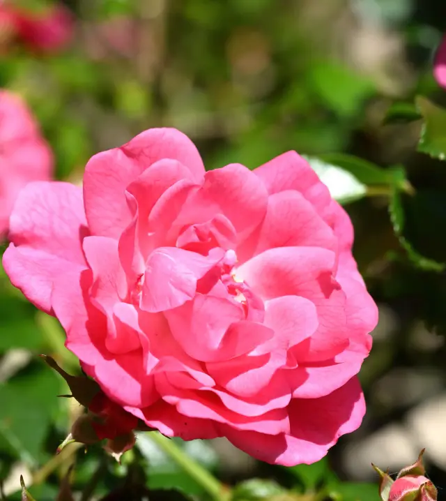 Gros plan d'une rose rose épanouie